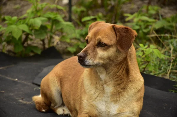 Lindo Perro Sentado Parque — Foto de Stock