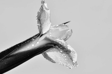 Güzel çiçeğin siyah beyaz fotoğrafı