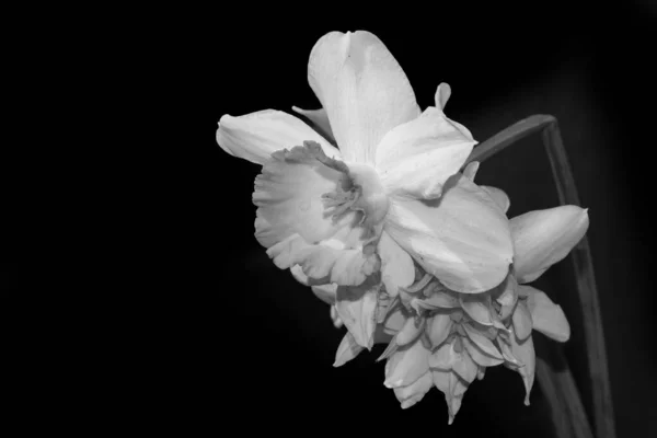 Ασπρόμαυρη Φωτογραφία Όμορφα Λουλούδια — Φωτογραφία Αρχείου