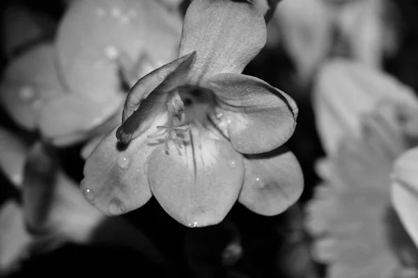 Foto Preto Branco Flores Bonitas — Fotografia de Stock