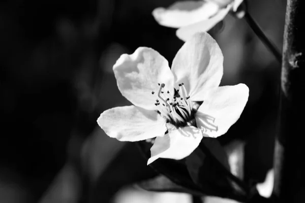 Foto Blanco Negro Hermosas Flores — Foto de Stock