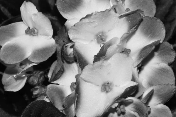 Ασπρόμαυρη Φωτογραφία Όμορφα Λουλούδια — Φωτογραφία Αρχείου