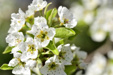 Bahar çiçeği, ağaç beyaz çiçekler