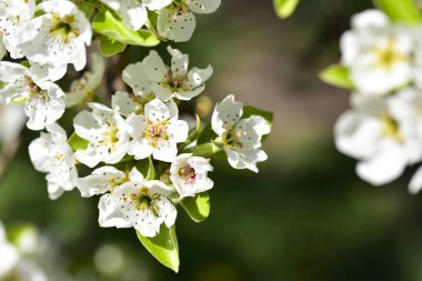 Bahar çiçeği, ağaç beyaz çiçekler