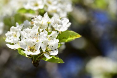 Bahar çiçeği, ağaç beyaz çiçekler