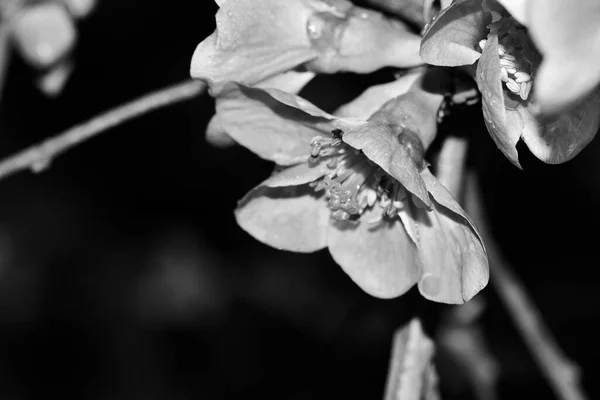 Foto Blanco Negro Hermosas Flores — Foto de Stock