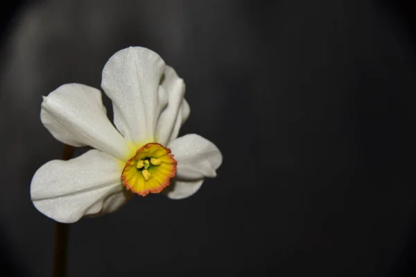 Mooie Narcis Bloem Zwarte Achtergrond — Stockfoto
