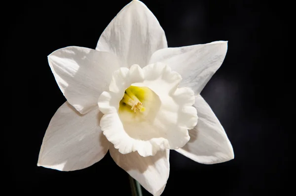 Schöne Weiße Blume Auf Schwarzem Hintergrund — Stockfoto