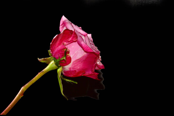 Beautiful fresh rose on dark background.