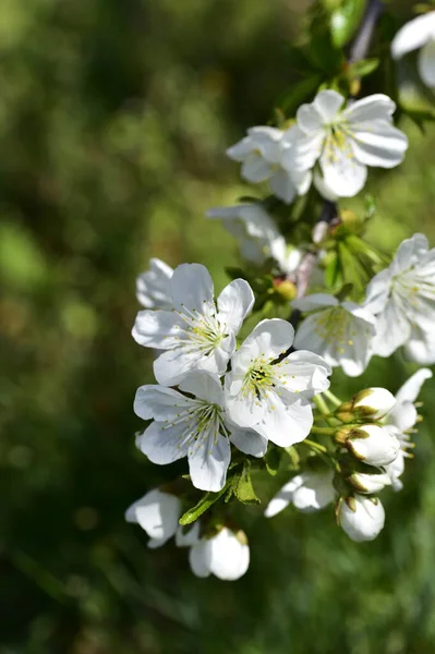 Весенний Цветок Белые Цветы Дереве — стоковое фото