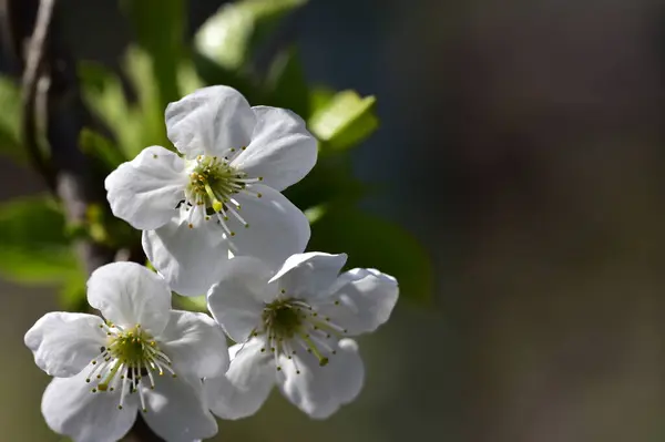 Spring Blossom White Flowers Tree — Stock Photo, Image