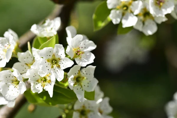 Voorjaar Bloesem Witte Bloemen Boom — Stockfoto