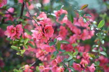 Bahar çiçekleri, ağaçtaki pembe çiçekler.