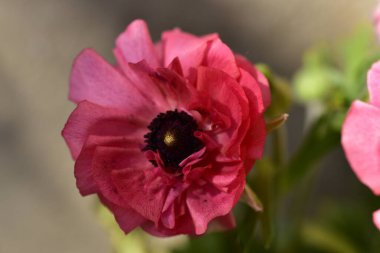 bahçede büyüyen güzel pembe çiçekler