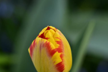 Bahçede harika bir lale çiçeği yetişiyor.
