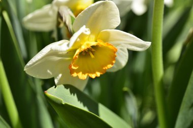 Bahçedeki beyaz narsisli çiçekler, yaklaşın