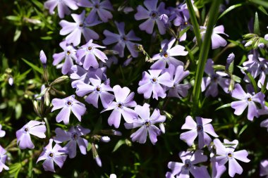 Bahçedeki mor çiçekleri kapat.