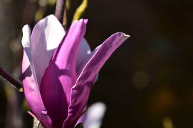 bahçede büyüyen güzel pembe çiçekler