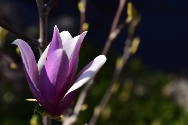 bahçede büyüyen güzel pembe çiçekler
