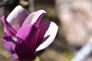 bahçede büyüyen güzel pembe çiçekler