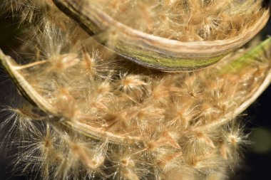 Bir karahindiba çiçeğine yakın, yaz konsepti.