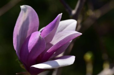 bahçede büyüyen güzel pembe çiçekler