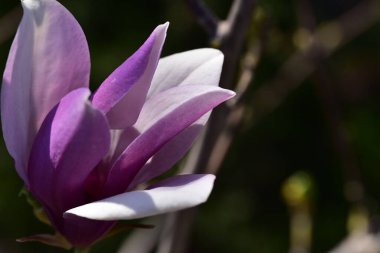 bahçede büyüyen güzel pembe çiçekler