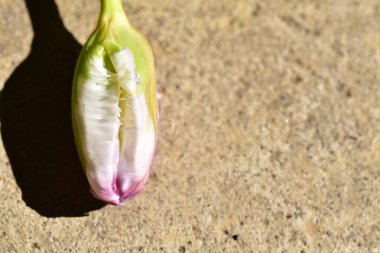 Yerdeki beyaz ve mor çiçeğe yaklaş.