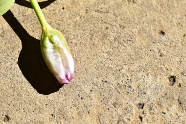 Yerdeki beyaz ve mor çiçeğe yaklaş.
