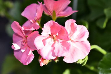 bahçede büyüyen güzel pembe çiçekler