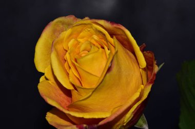 Koyu arkaplanda güzel taze bir gül.