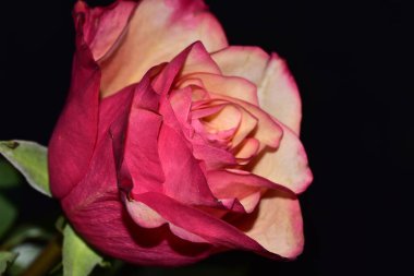 Koyu arkaplanda güzel taze bir gül.