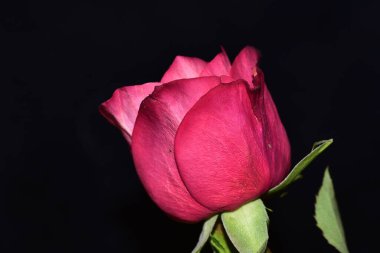 Koyu arkaplanda güzel taze bir gül.