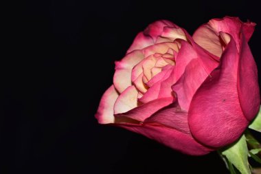 Koyu arkaplanda güzel taze bir gül.