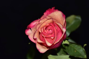 Koyu arkaplanda güzel taze bir gül.