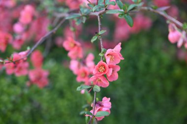 Bahar çiçekleri, ağaçtaki pembe çiçekler.