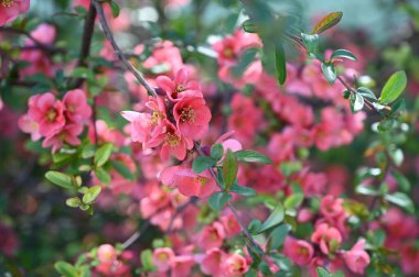 Bahar çiçekleri, ağaçtaki pembe çiçekler.