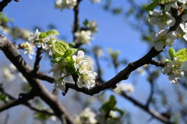 Bahar çiçeği, ağaç beyaz çiçekler