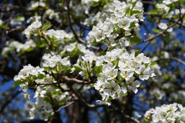 Bahar çiçeği, ağaç beyaz çiçekler