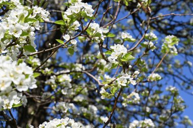 Bahar çiçeği, ağaç beyaz çiçekler