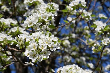 Bahar çiçeği, ağaç beyaz çiçekler