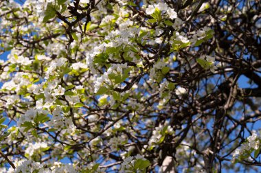 Bahar çiçeği, ağaç beyaz çiçekler