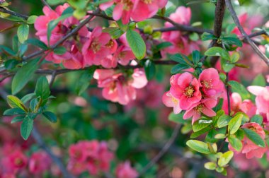 Bahar çiçekleri, ağaçtaki pembe çiçekler.