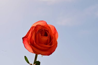 Mavi gökyüzünde güzel bir gül.