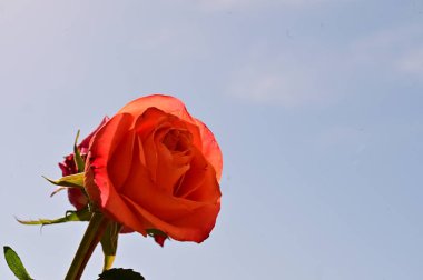 Mavi gökyüzünde güzel bir gül.