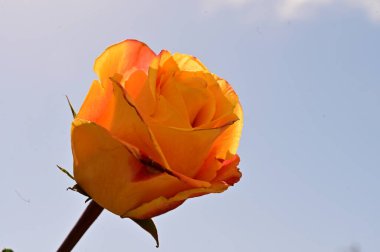 Mavi gökyüzünde güzel bir gül.