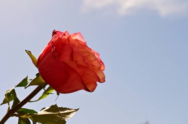 Mavi gökyüzünde güzel bir gül.