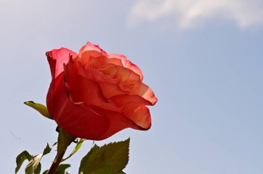 Mavi gökyüzünde güzel bir gül.