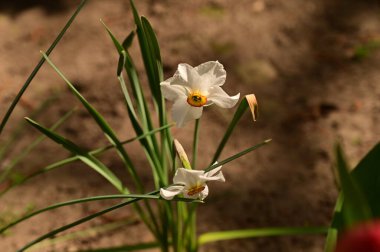 Bahçedeki beyaz narsisli çiçekler, yaklaşın