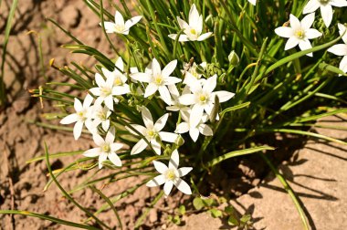 Bahçede büyüyen beyaz çiçeklerin güzel botanik çekimi